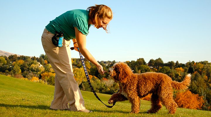 The Benefits of Contacting A Service Dog Trainer